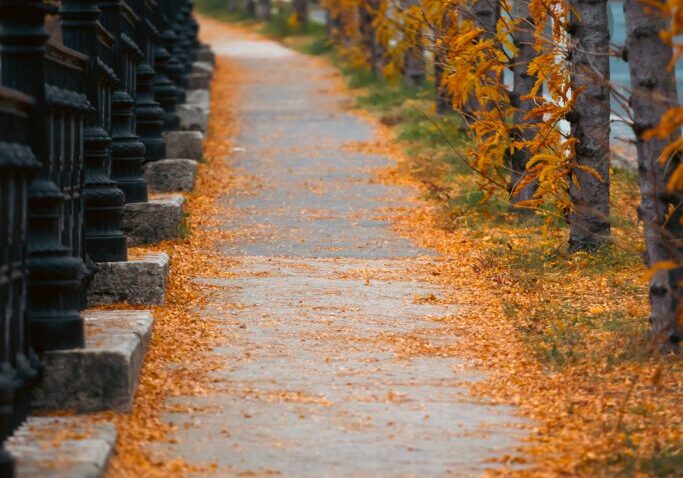 A sidewalk with leaves on the ground and trees