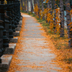 A sidewalk with leaves on the ground and trees